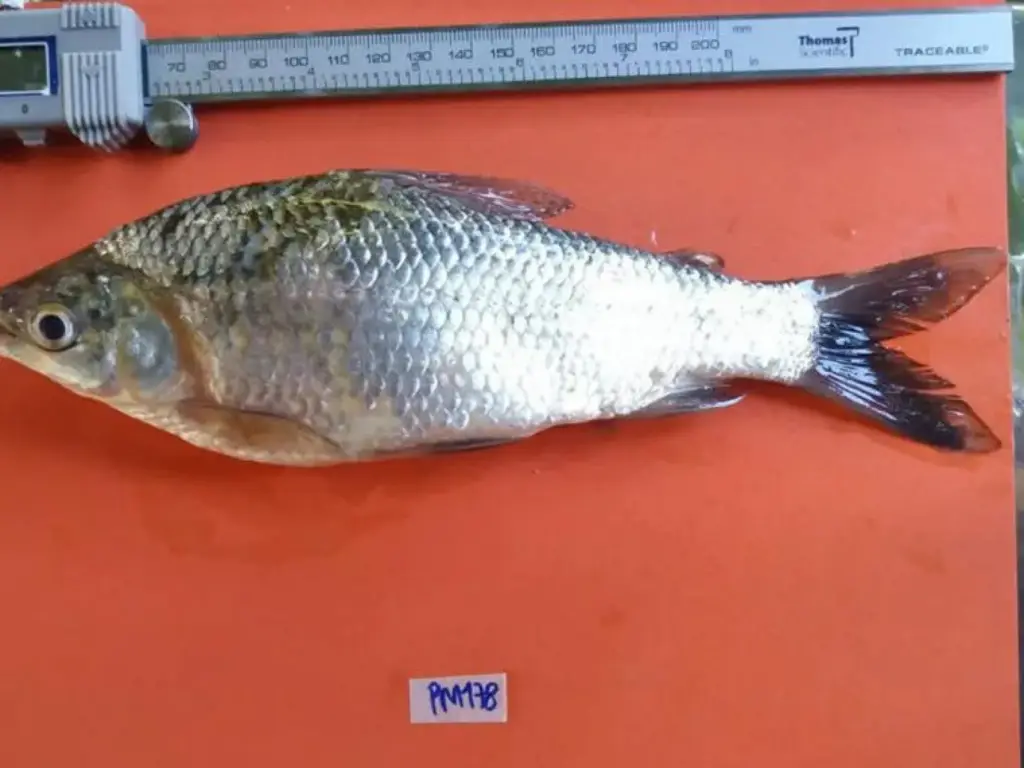 Repopulación de bocachico: un esfuerzo gubernamental para evitar la extinción de la especie